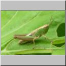 Chorthippus parallelus - Gemeiner Grashuepfer 15.jpg